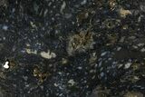 Agate/Mineral Replaced Petrified Wood - Tom Minor Basin, Montana #154582-1